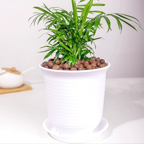 FANTIAN Clay Pebbles for Plants, 2 lbs, 8-12 mm | Leca Clay Balls, Indoor Plants, Orchid Potting Mixes, Hydroponic Growing, Aquatic Plant Soil Drainage - color: Clay Pebbles