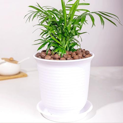 FANTIAN Clay Pebbles for Plants, 2 lbs, 8-12 mm | Leca Clay Balls, Indoor Plants, Orchid Potting Mixes, Hydroponic Growing, Aquatic Plant Soil Drainage - color: Clay Pebbles