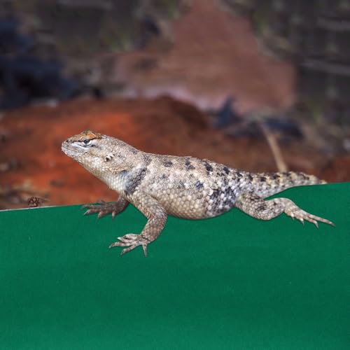 Toyvian Reptile Carpet Liner Mat Waterproof Absorbent Tortoise Box Pad 120x60cm Green Reptile Terrarium Bedding Suitable for Lizards and Turtles