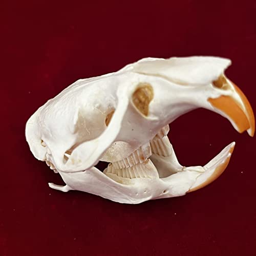 Taxidermy Real Animals Skulls, Real Bones Specimen, Taxidermy Supplies for Science Education, Special Gift (Muskrat Skull) - style: Muskrat Skull