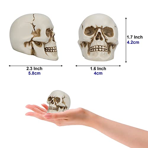 READAEER Resin Skull 4 pcs/Set, Mini Skull Model for Home Decoration, Halloween Skull Statue, Human Skull Head Bone Model for Desktop