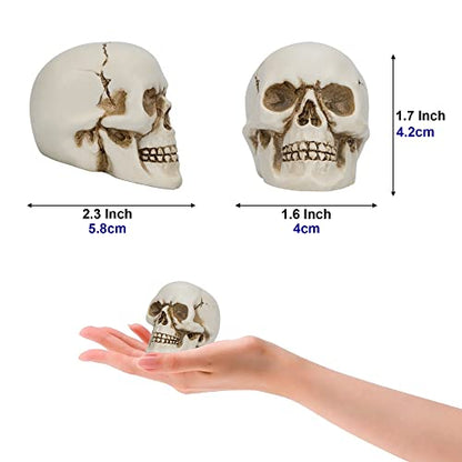 READAEER Resin Skull 4 pcs/Set, Mini Skull Model for Home Decoration, Halloween Skull Statue, Human Skull Head Bone Model for Desktop