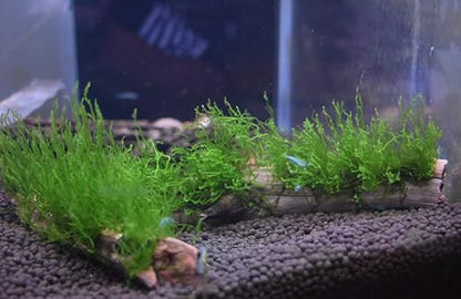 Flame Moss, Peacock Moss, or Christmas Moss on Manzanita Driftwood (Flame Moss) - style: Flame Moss