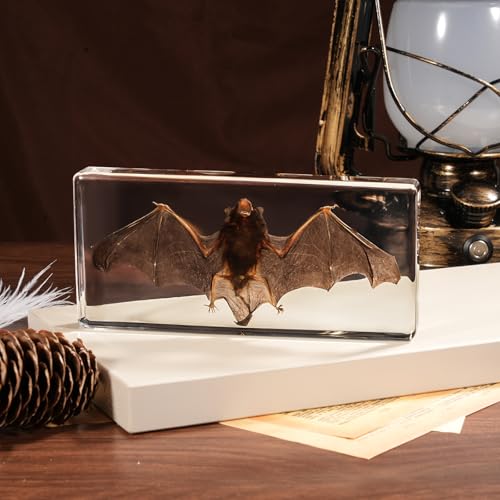 Taxidermy Bat, Real Bats Specimens High Quality Resin Animals for Science Classroom Science Education, Bat Decor Great Gift for Taxidermy, Animal Skull, Oddities, Biology (5.5x2.5x0.7 Inch) - color: Bat Specimen (5.5x2.5x0.7 Inch)