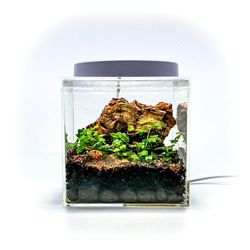 Generic Tiny Terrarium Kit with Isopods (6x6 inch) - DIY Starter Kit, BioActive Enclosure, Live Tropical Plants, LED Grow Light, Soil & Drainage, White