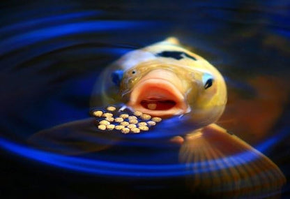 Cichlid Pellets, 45% Protein Floating 7.5mm Pellets for Larger Oscars, Central American, South American Cichlids …3-lb 8oz Lg Jar - size: 3.5 Pound (Pack of 1)