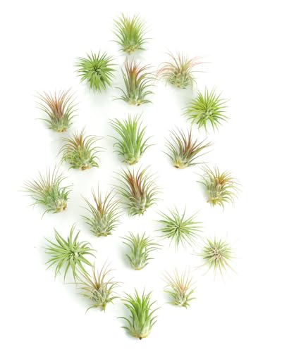 Shop Succulents Ionantha Tillandsia Air Plants, Assorted Mini Live Indoor Plants for Home Decor & Gifts, Low Maintenance, Natural Air Purifier, Hanging Plants, Favors, Terrarium Plants, Pack of 20 - size: 20 Pack, style: Ionantha Collection