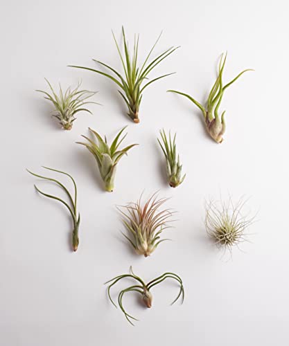 Shop Succulents | Assorted Collection | Variety of Species, Tropical House Plant for Home Décor, DIY Terrariums, 10-Pack - size: 10-Pack