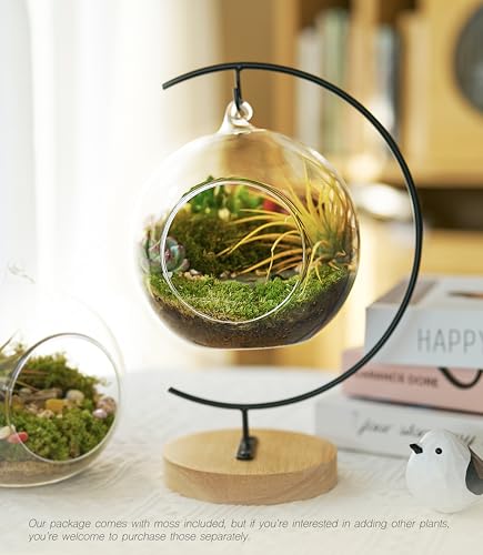 LUCKYRUNES DIY Terrarium Kit with Live Moss, 15-Piece Glass Globe Set with Wooden Stand, Tools, Soil, Stones & Spray Bottle, Indoor Mini Garden Gift for Plant Lovers, Home Desk Decor