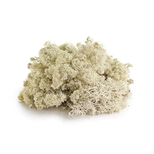 Galápagos (05351) Arid Environment Terrarium Kit Ideal for Reptiles, Amphibians, & Small Critters, 4.5 QT Box, Natural