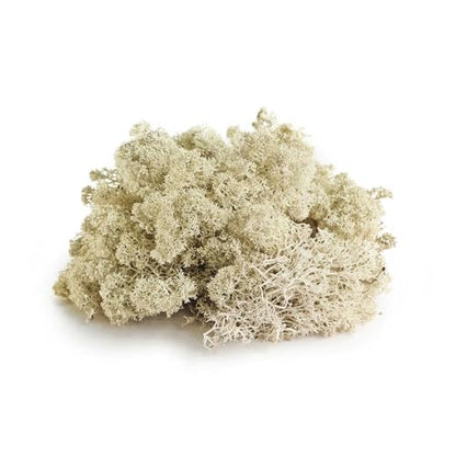 Galápagos (05350) Humid Environment Terrarium Kit – Essential Moss Accessories for Dart Frogs, Iguanas, Chameleons & Reptile Tanks