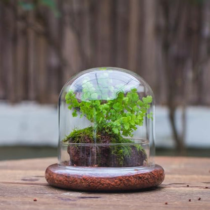 Small Glass Cloche Dome with Base for Plants 5.9 x 5.9 x 5.7 Inch | Clear Glass Cloche Bell Jar - Home Tabletop Display Terrarium, Indoor Decorative (No Plants Included)