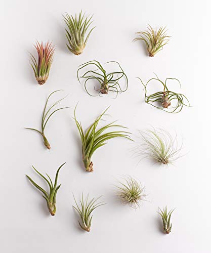 Shop Succulents | Assorted Collection | Variety of Species, Tropical House Plant for Home Décor, DIY Terrariums, 16-Pack - size: 16-Pack
