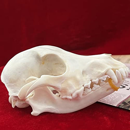 Taxidermy Real Animals Skulls, Real Bones Specimen, Taxidermy Supplies for Science Education, Special Gift - style: Dog Skull