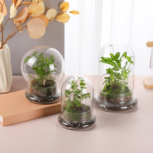 WHJY Round Glass Cloche for Indoor Plants Small Terrarium Glass Cloche with Base Mini Cloche Dome with Base for Display Home Decor - size: 6.7"