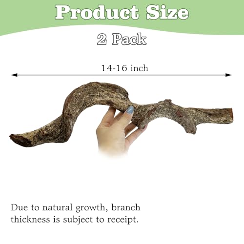 Reptile Climbing Branch with Cork Branch for Reptiles Climbing Branches 2 Pack Natural Tree Frog Cork Wood Stick Crested Geckos Habitat Decor