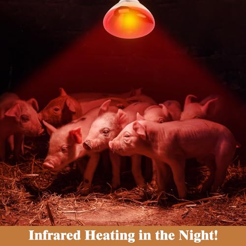 250W Red Heat Lamp Bulbs for Chicken,Infrared Flood Light Heat Lamp Bulb, Incandescent Light Heat Lamps for Chicks, Reptile, Pets, Par38 Glass E26 Base 2PCS - size: 250W 2PCS