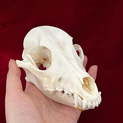 Taxidermy Real Animals Skulls, Real Bones Specimen, Taxidermy Supplies for Science Education, Special Gift - style: Dog Skull