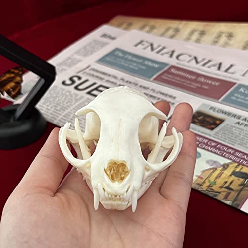 Taxidermy Real Animals Skulls, Real Bones Specimen, Taxidermy Supplies for Science Education, Special Gift - style: Cat Skull