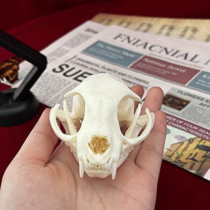 Taxidermy Real Animals Skulls, Real Bones Specimen, Taxidermy Supplies for Science Education, Special Gift - style: Cat Skull