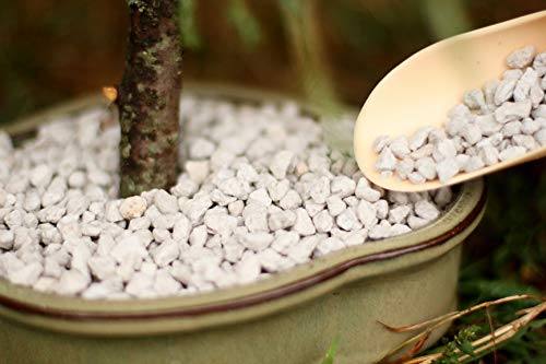 Bonsai Outlet Horticultural Pumice for Plants - Tinyroots Succulents, Cactus, Bonsai Plants - 100% Pure Bonsai Pumice Rocks, 1/4 inch Soil Additive, 2 Quarts - size: 2QT