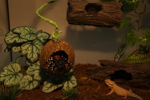 AQUA KT Reptile Jumping Spider Enclosure Hideout Hide Rock with Climbing Vine for Small Insects Jumping Tarantulas Amphibian Terrariums Habitat Decoration