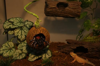 AQUA KT Reptile Jumping Spider Enclosure Hideout Hide Rock with Climbing Vine for Small Insects Jumping Tarantulas Amphibian Terrariums Habitat Decoration