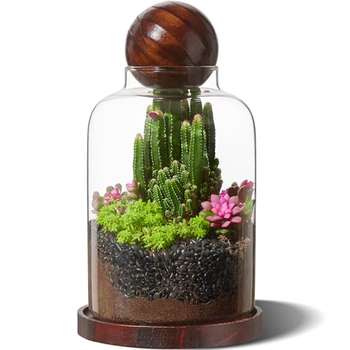 Yangbaga Large Glass Terrarium Succulent Plant Terrarium House for Plant/Moss Ball/Glass Fish Tank Table with Wood Base & Ball lid Office Home Decoration - size: H-9.8IN