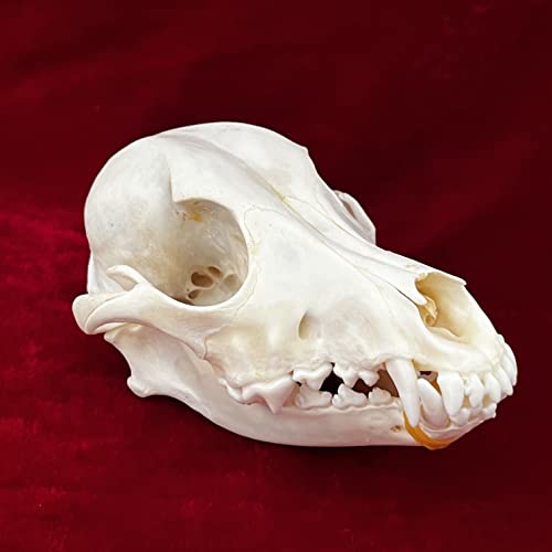 Taxidermy Real Animals Skulls, Real Bones Specimen, Taxidermy Supplies for Science Education, Special Gift - style: Dog Skull