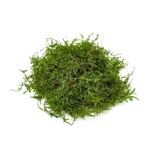 SubstrateSource Java Moss Live Aquarium Plant - Freshwater Fish Tank Decorations for Natural Decor (Golf Ball) - color: Java - Golf Ball, size: 1 Pack
