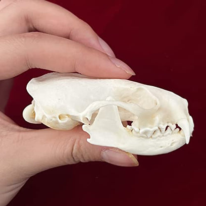 Taxidermy Real Animals Skulls, Real Bones Specimen, Taxidermy Supplies for Science Education, Special Gift (Mink Skull) - style: Mink Skull
