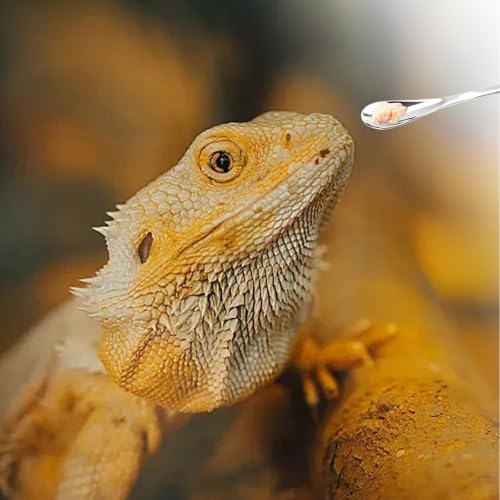 3Pcs Reptile Feeding Tool Set, 2 Tipped Tongs and 1 Feeding Spoon, Stainless Steel Crested Gecko Feeding Spoon for Geckos, Lizards, Bearded Dragons, Small Animals (Silver) - color: Feeding Set Silver