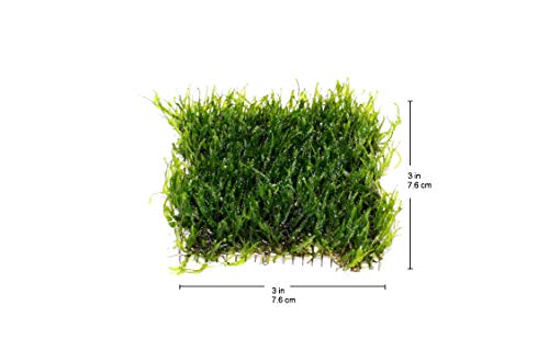 Live Aquarium Moss Plant (Flame Moss Pad (3x3 inch))