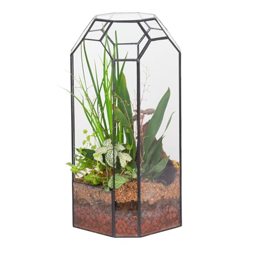 NCYP No Door Glass Geometric Octagon Open Terrarium 5.5"x5.5"x12.8" | Glass Planter for Tall Plants, Orchid, Small Begonia Pitcher, Home Garden Office Decor, Micro landscape (Terrarium Only)