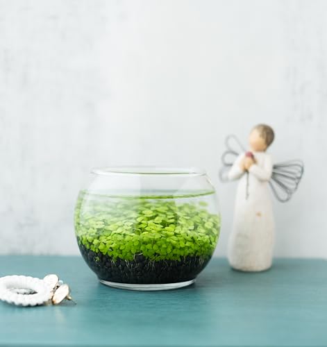 Kraftstories Water Terrarium Kit with Mini Glass Bowl, substrate and seeds | Create Your Own Indoor Garden| DIY Complete Set for Simple, Stunning Growth Unique Gift for nature lover (3.75" H - 4.5" W) - size: 3.75" H - 4.5" W