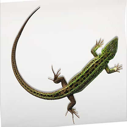 POPETPOP Reptile Carpet Mat for Snake and Lizard Terrarium Non- Bedding Washable Substrate for Bearded Dragons Tortoises and Geckos
