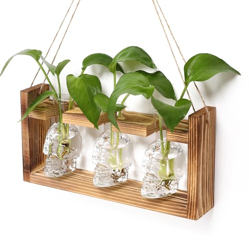 Plant Terrarium Propagation Stations Hydroponics Halloween Skull Planter | Vase skulls decor With Wooden Stand Gife for Father - color: Transparent