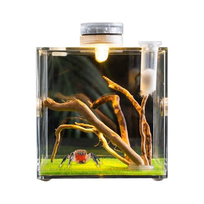 Reptile Growth Terrarium - Acrylic Jumping Spider Clear Container, Clearer View Small Pet Enclosure, Practical Convenient Spacious Habitat, Durable Housing Design Versatile Use | for Snails Lizards Be - color: Aqua Blue