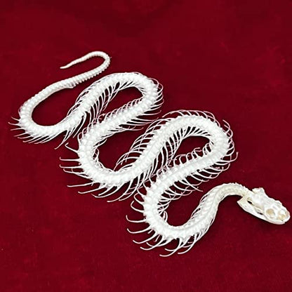 Taxidermy Real Animals Skulls, Real Bones Specimen, Taxidermy Supplies for Science Education, Special Gift (Snake Skeleton) - style: Snake Skeleton