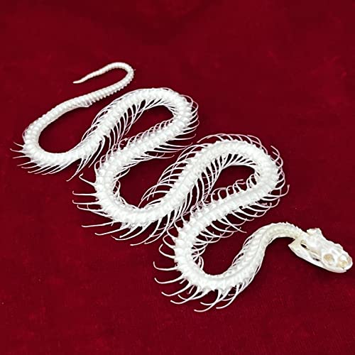Taxidermy Real Animals Skulls, Real Bones Specimen, Taxidermy Supplies for Science Education, Special Gift (Snake Skeleton) - style: Snake Skeleton