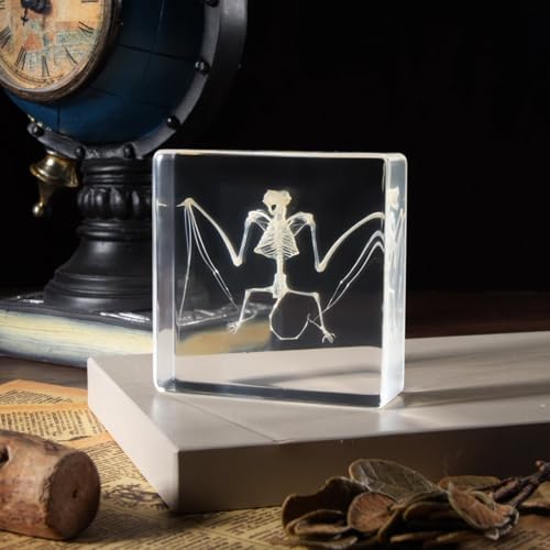 Taxidermy Bat and Real Bat Specimens Mounted in Resin, Ideal Gift for Fans of Taxidermy, Animal Skulls, Oddities, and Biology (Bat Skeleton) - color: Bat Skeleton