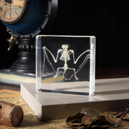 Taxidermy Bat and Real Bat Specimens Mounted in Resin, Ideal Gift for Fans of Taxidermy, Animal Skulls, Oddities, and Biology (Bat Skeleton) - color: Bat Skeleton