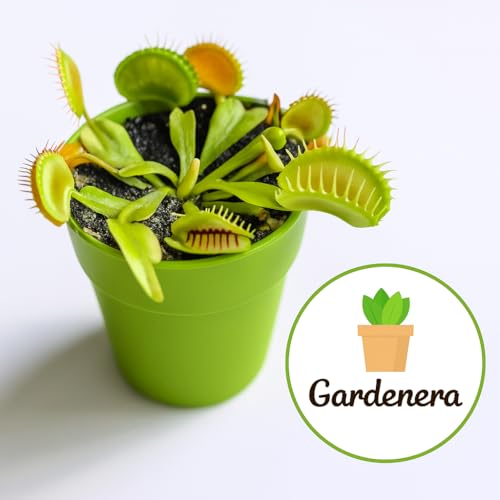 Gardenera Sphagnum Moss Potting Mix for Carnivorous Plants, Moss and Perlite Blend for Potting Venus Fly Traps, Sarracenia, Pitcher Plants - 75% Sphagnum Moss + 25% Perlite - Made in USA - 1 Quart - size: 1 Quart Bag, style: Carnivorous Plant Soilless Mix