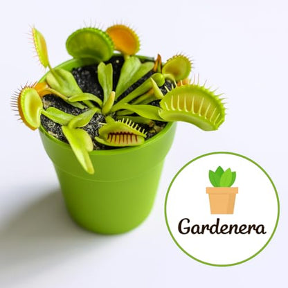 Gardenera Sphagnum Moss Potting Mix for Carnivorous Plants, Moss and Perlite Blend for Potting Venus Fly Traps, Sarracenia, Pitcher Plants - 75% Sphagnum Moss + 25% Perlite - Made in USA - 1 Quart - size: 1 Quart Bag, style: Carnivorous Plant Soilless Mix