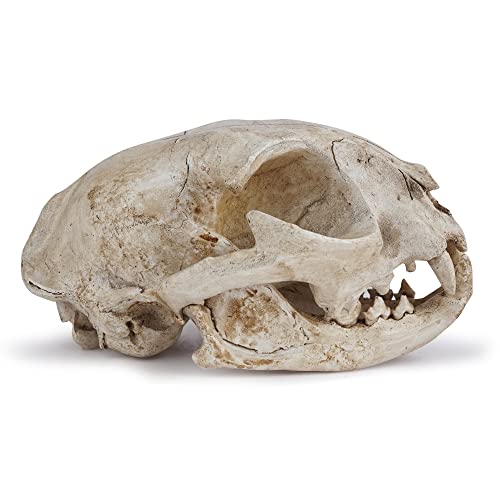 Halloween Resin Cat Skull Skeleton Model Figurine Animal Scary Skeleton Props for Home Décor Aquarium Fish Tank Landscape Collectible Teaching Prop