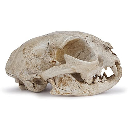 Halloween Resin Cat Skull Skeleton Model Figurine Animal Scary Skeleton Props for Home Décor Aquarium Fish Tank Landscape Collectible Teaching Prop