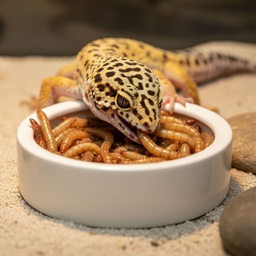 Escape-Proof Reptile Food Dish Bowl, Ceramic Reptile Feeding Dish & Small Animal Bowl for Lizard, Leopard Gecko, Hermit Crab, Hamster, Anti Escape Live Food & Water Dish (3x1in) - size: Medium-1Pack