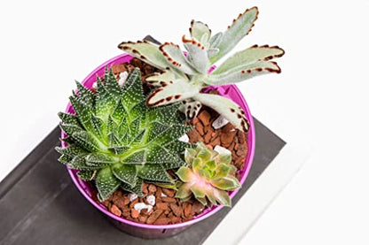 rePotme Cactus and Succulent Potting Soil Mix - Imperial Blend (Standard Bag) - color: All Purpose Imperial, size: Standard Bag
