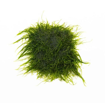 SubstrateSource Live Aquarium Plants on Driftwood, Lava Rock, Moss, Fiber Mat - Freshwater Fish Tanks - Easy, Beginner Friendly (Spiky Moss on Stainless Steel) - color: Spiky - Stainless Steel, size: 1 Pack