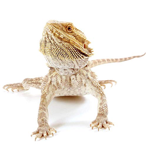Healthy Herp Dragon Treat Grasshoppers - All Natural, Nutritious Turtle Food, Bearded Dragon Tank Accessories - for Bearded Dragons, Box Turtles, Aquatic Turtles - 0.56 oz (16g)